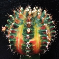 Cookierun Cactus